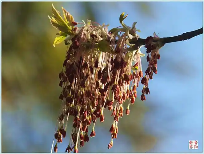 大好春光赏花容一一一我喜欢的树一一金叶复叶槭