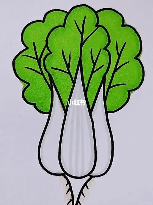 做烩小白菜的简笔画