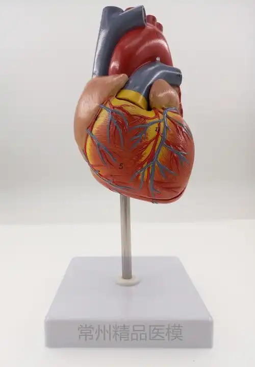 教学仿真自然大心脏解剖模型教学心脏标本模型直销心脏解剖带注释