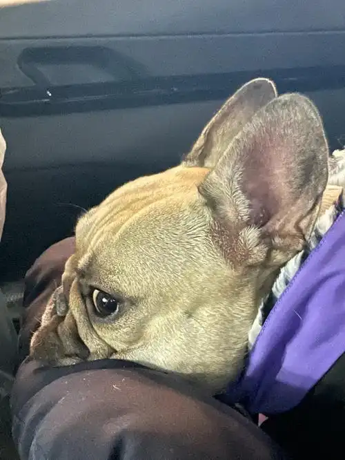 这是什么品种的小兔子