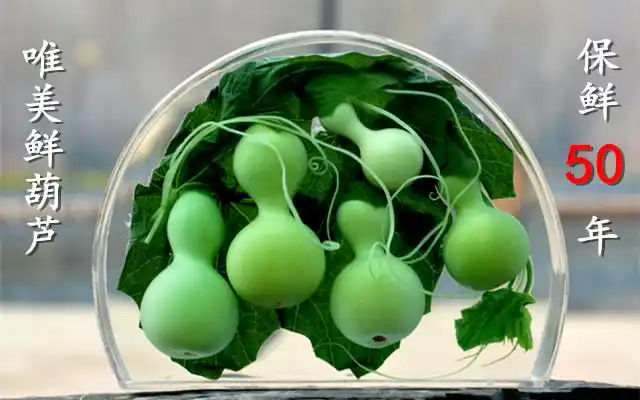 天然保鲜鲜绿色葫芦家居办公办公室室内摆件工艺品葫芦