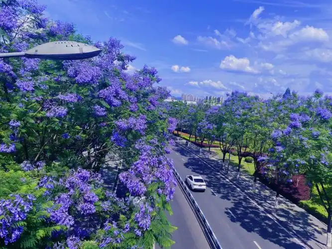 蓝花楹的花语:宁静,深沉,忧郁,在绝望中等待爱情.