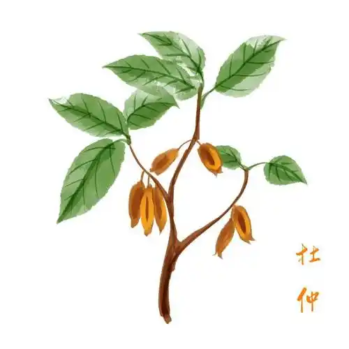 牛膝杜仲汤功效与作用杜仲和牛膝汤可以经常喝吗