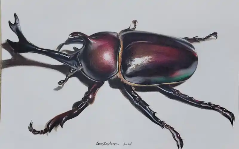 超写实彩铅昆虫郭紫春老师完整示范彩铅天牛