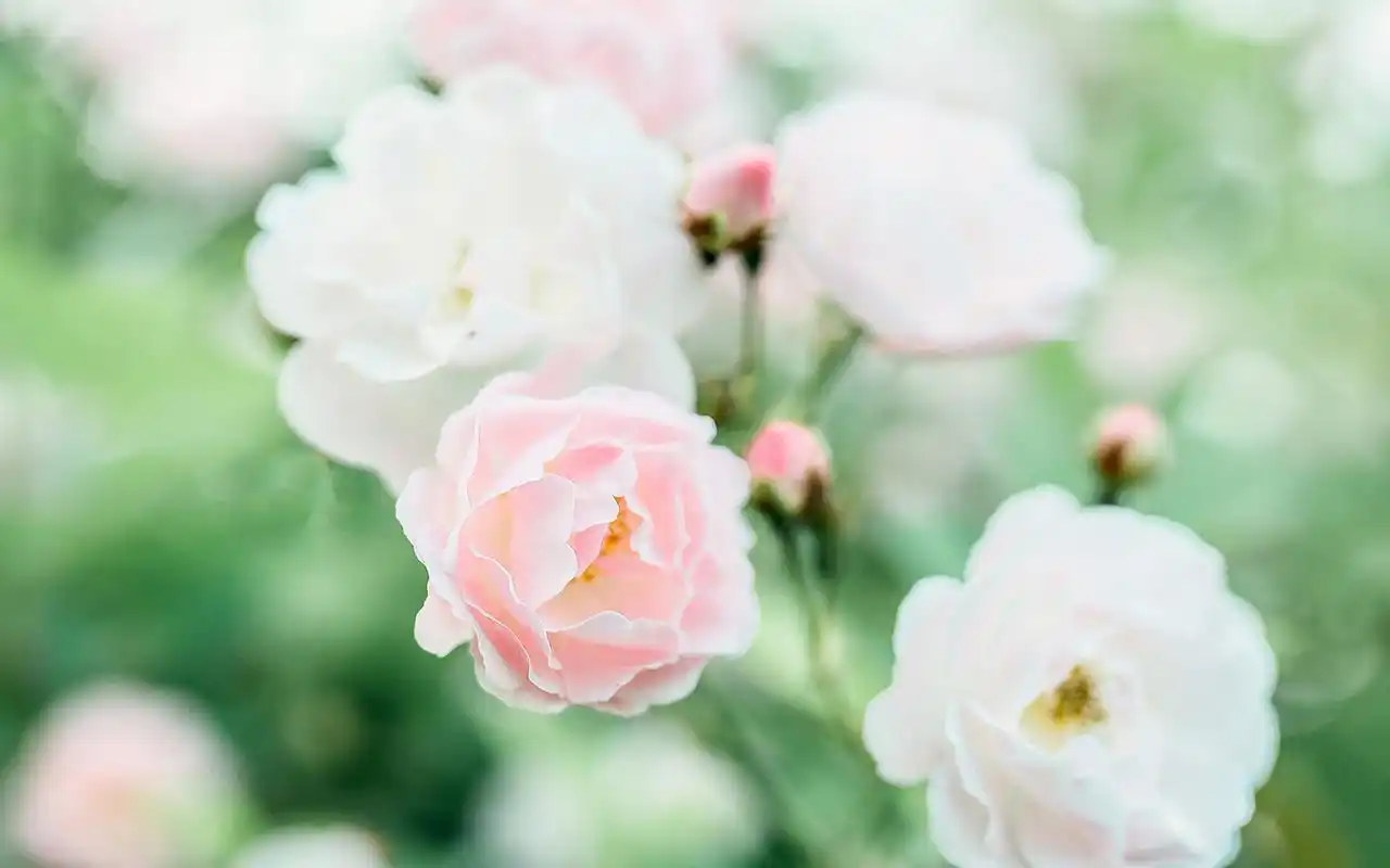 绿色小清新花卉植物电脑壁纸图片高清大图预览1920x1200_植物壁纸下载