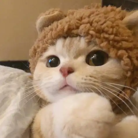 男生专用可爱猫咪头像 男生头像图片大全 -【爱个性】