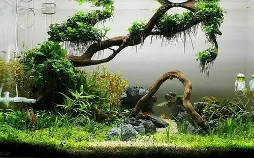 家居水景丨一款简单的60缸造景过程