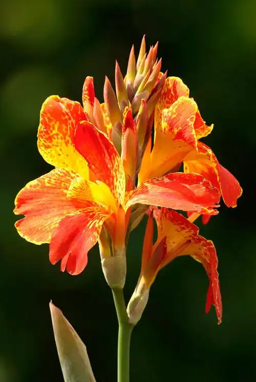 rose【美人蕉花】(6335)