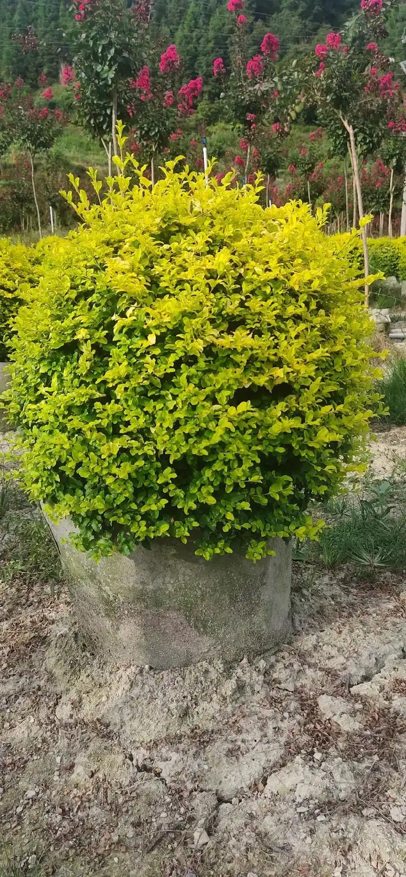 #dou抖音小助手# 金叶女贞球#园林绿化,绿化工程,绿化苗 - 抖音