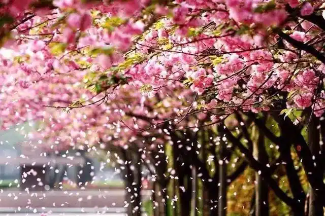 绝美樱花雨,浪漫樱花海,世界最长樱花隧道等你来~至少提前2小时下单