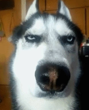 七只小哈士奇争抢冰箱你知道冰箱的结局是什么吗