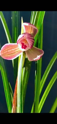 云南保山宽叶莲瓣兰部分铭品介绍