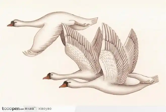 工笔画—天鹅图