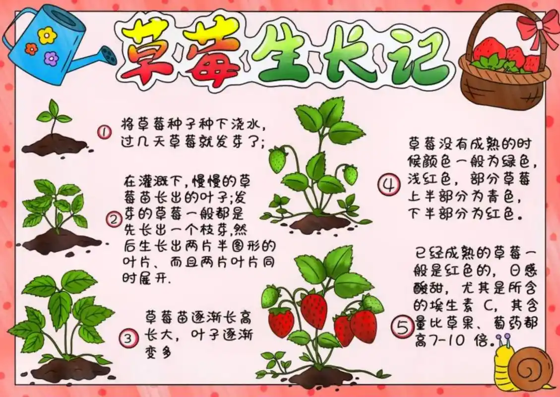 草莓生长记 - 抖音