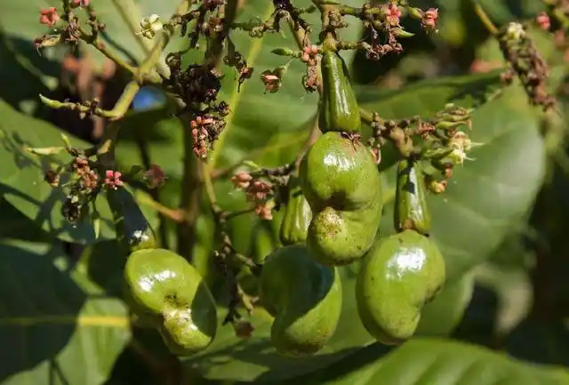 腰果假果是由花托形成的肉质果又称梨果,真果是在假果顶端的坚果