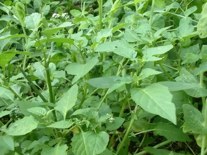 龙葵图片_植物风景的龙葵图片大全 - 花卉网