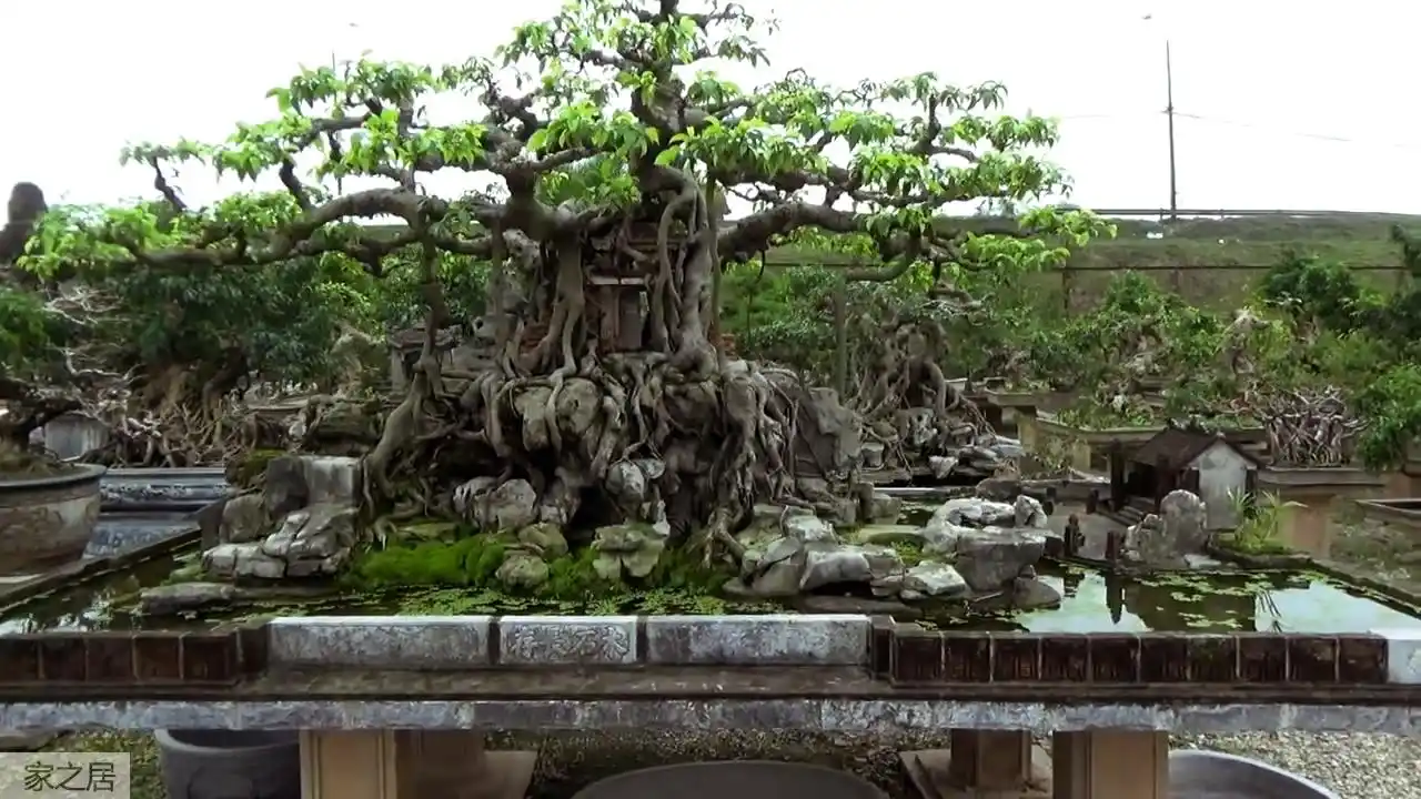 大型盆景欣赏:这盆景厉害了,在树桩里面建"房子"好想在那生活