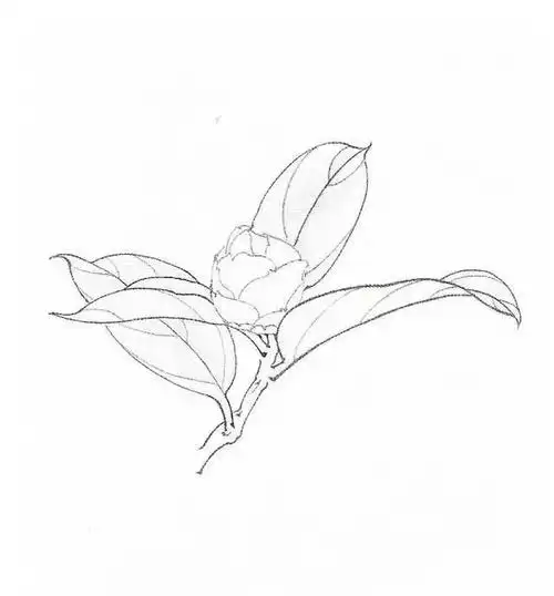 各色茶花的画法教程,这么好看,上手学画一幅吧!(附白描画谱)