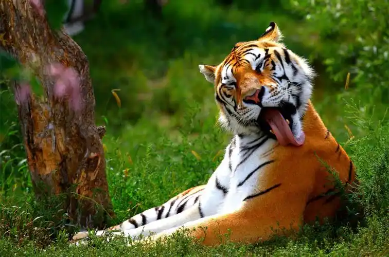 兽中之王老虎壁纸_霸气凶猛的老虎_动物壁纸