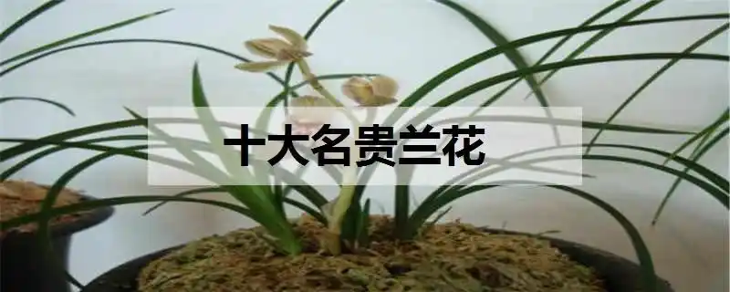 十大名贵兰花排名