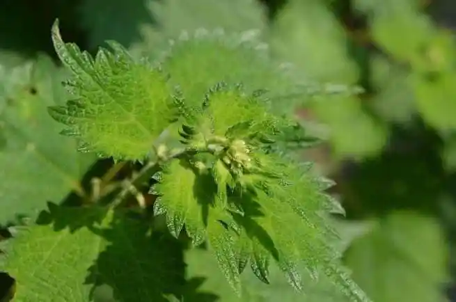 农村这种野草有些地方叫火麻原来有活血散瘀的作用