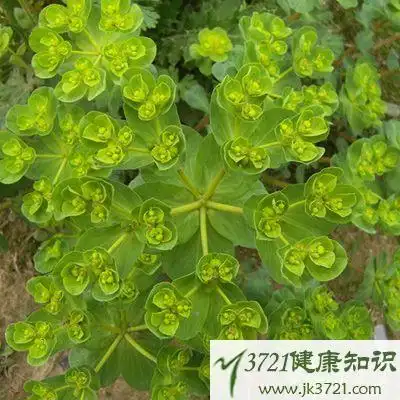 眼睛草功效与作用