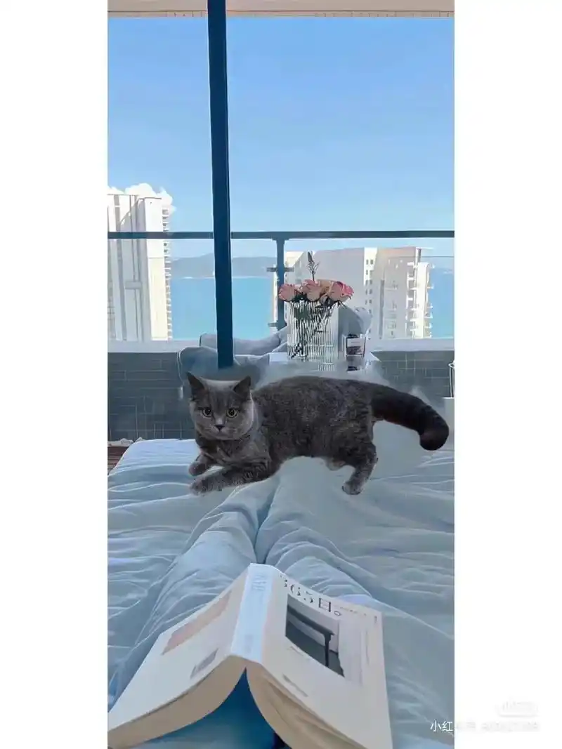 壁纸当然要是自己的小猫咪啦～在小红书看见一张很好看的壁纸但 - 抖