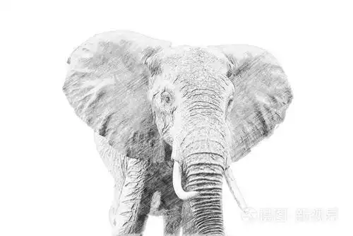 大象.用铅笔素描