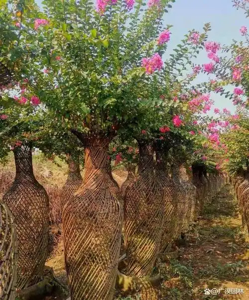紫薇花瓶是一种人工编制造型得来的品种