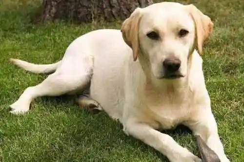 最通人性的犬是什么犬小白必知5种最通人性的犬