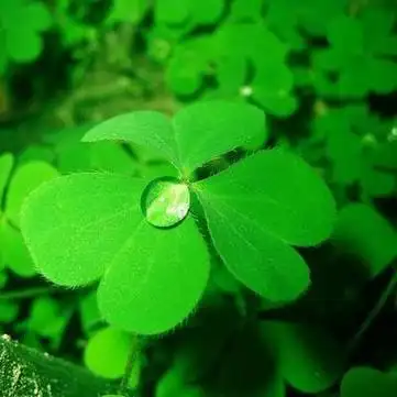 绿色好看的微信头像创意个性微信头像