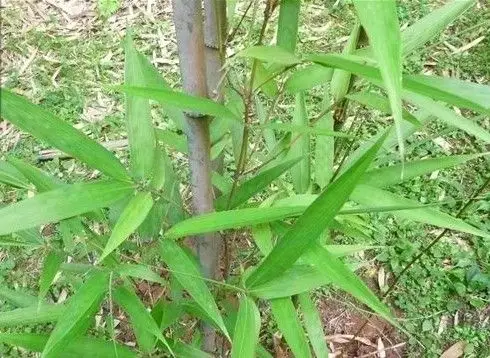 zhang)又称刺竹,小刺竹, a href="#" data-lemmaid="2458872">禾笨破