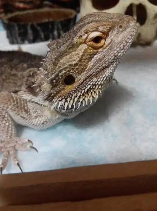 成体原色母鬃狮蜥狂喝水,没怀孕没发情,就是想喝水,10了天左右前喂过