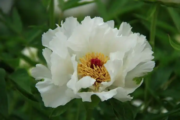 牡丹花洛阳牡丹甲天下牡丹花图片集六我们一起看牡丹