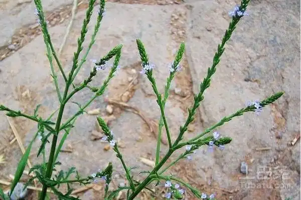 铁马鞭的功效与作用介绍-其他花草_【三农电视网】农村养殖致富项目