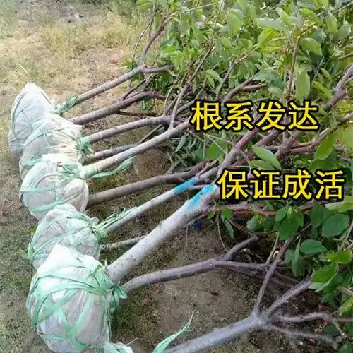 车厘子树苗樱桃树苖南方北方种植盆栽庭院果树矮化樱桃树大樱桃苗