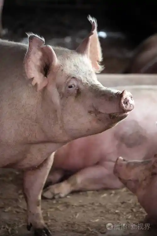 家猪母猪的极端特写照片