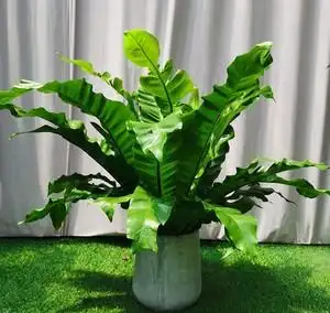 大型宽叶鸟巢蕨盆栽室内观叶植物耐阴肾办公室客厅净化空气