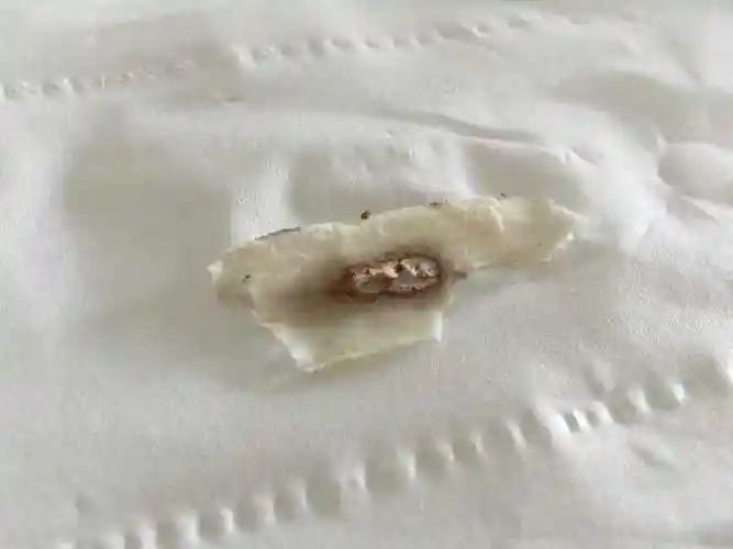 谁知道这是什么东西 物体为白色风干片状物 有类似生红薯的味道 会使