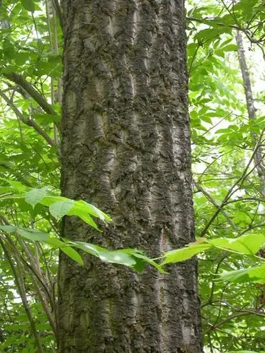 黄柏苗木报价-黄柏苗木信息 - 1 - 成都朴树园林绿化有限公司