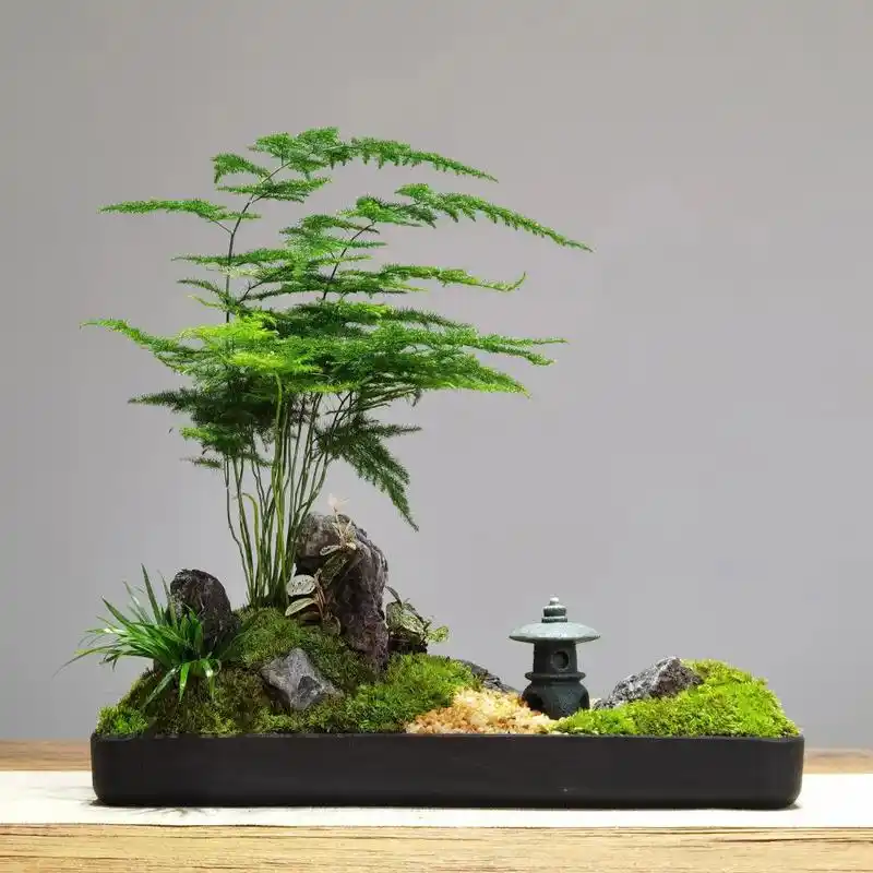 文竹盆景 文竹盆景造型