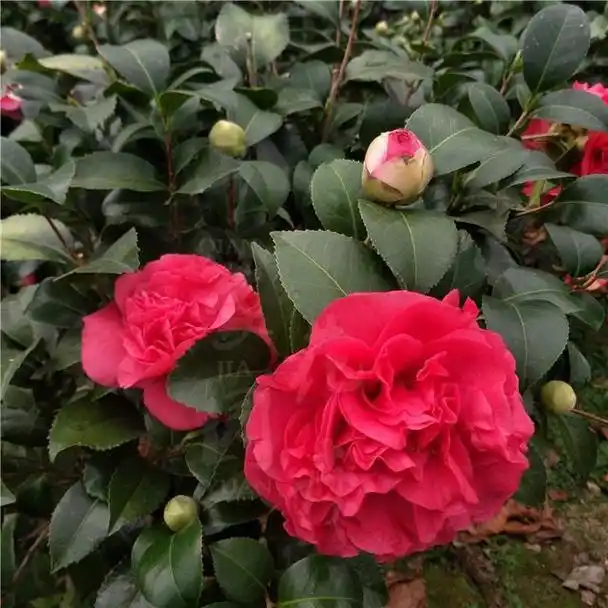 它被誉为"茶花之王",香似香水颜值高,正值花期,仙气十足