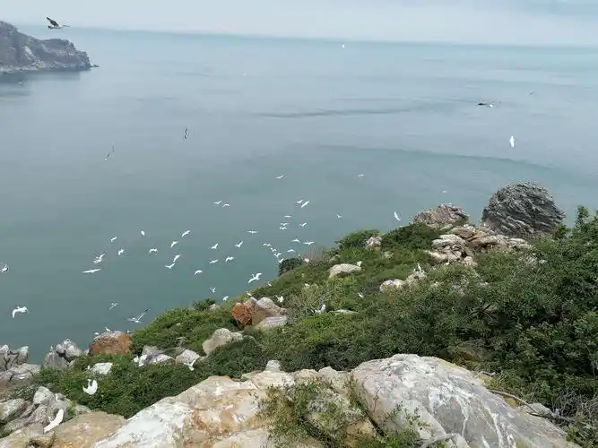 2020春季蛇岛调查进行时(二)