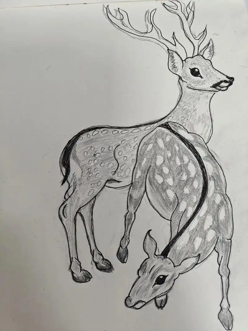 鹿之梦,跃然纸上.🦌🎨