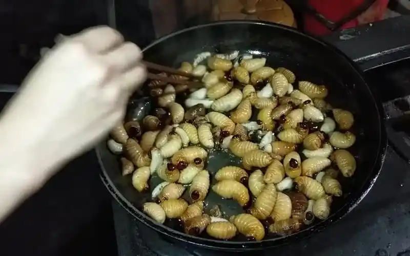 这种胖嘟嘟的虫子拿来油炸真的超好吃柬埔寨乡村美食