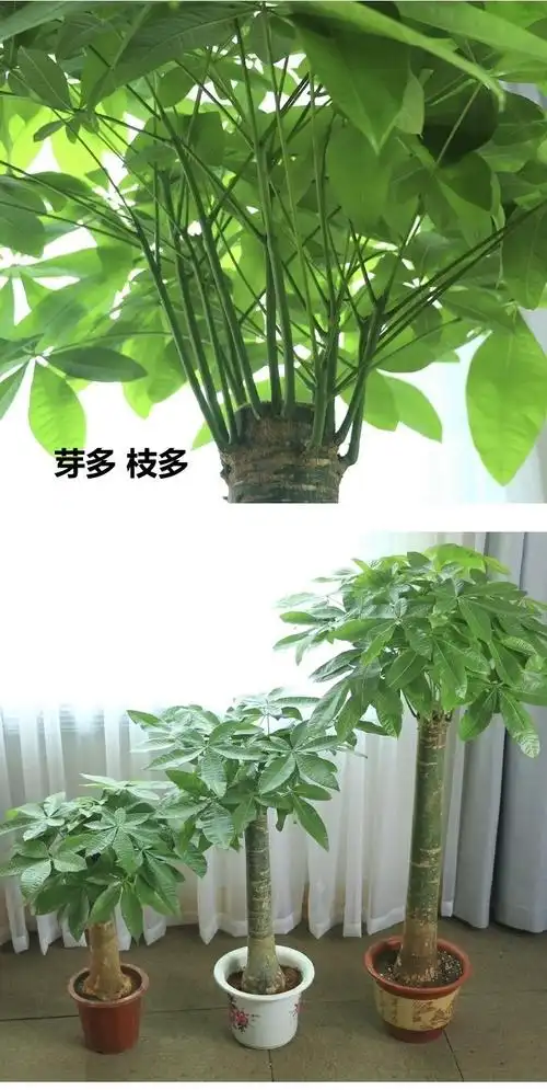 大发财树盆栽大客厅大绿植室内大型植物室内外盆景发财树净化空气锐衡