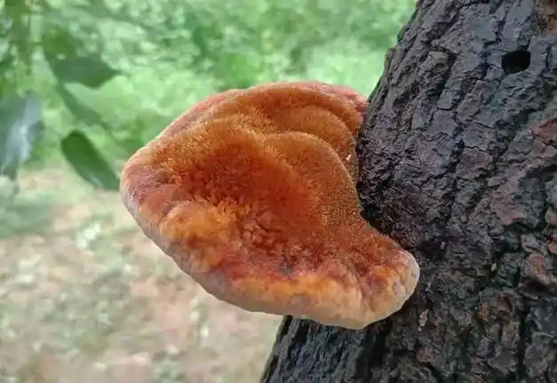 黄河故道古桑树丨夏津桑黄的根