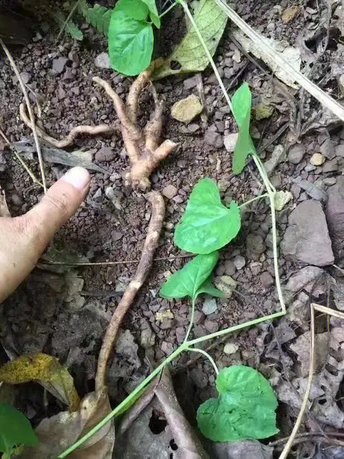 海南野生党参健脾胃补肺气