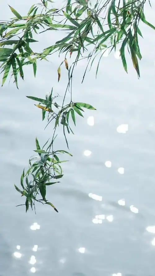 养眼的绿色小清新植物