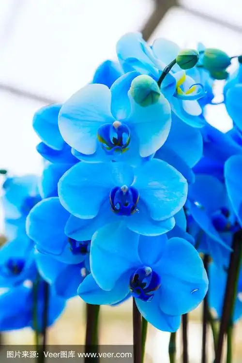 近距离蓝色兰花花背景
